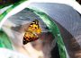 Von der Raupe zum Schmetterling – im KiGa Villa Kunterbunt Balzfeld