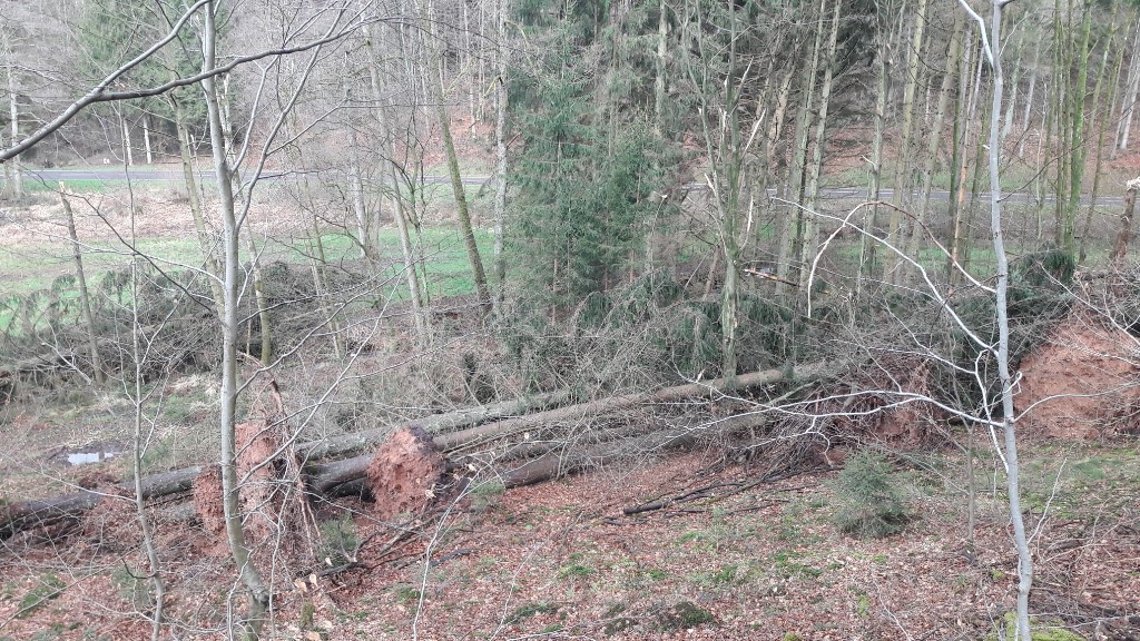 Info des RNK: Nachwirkungen von „Sabine“: Sturmholz in den Wäldern