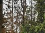 Info des Forstamts: Auffallend viele Dürrständer im Wald