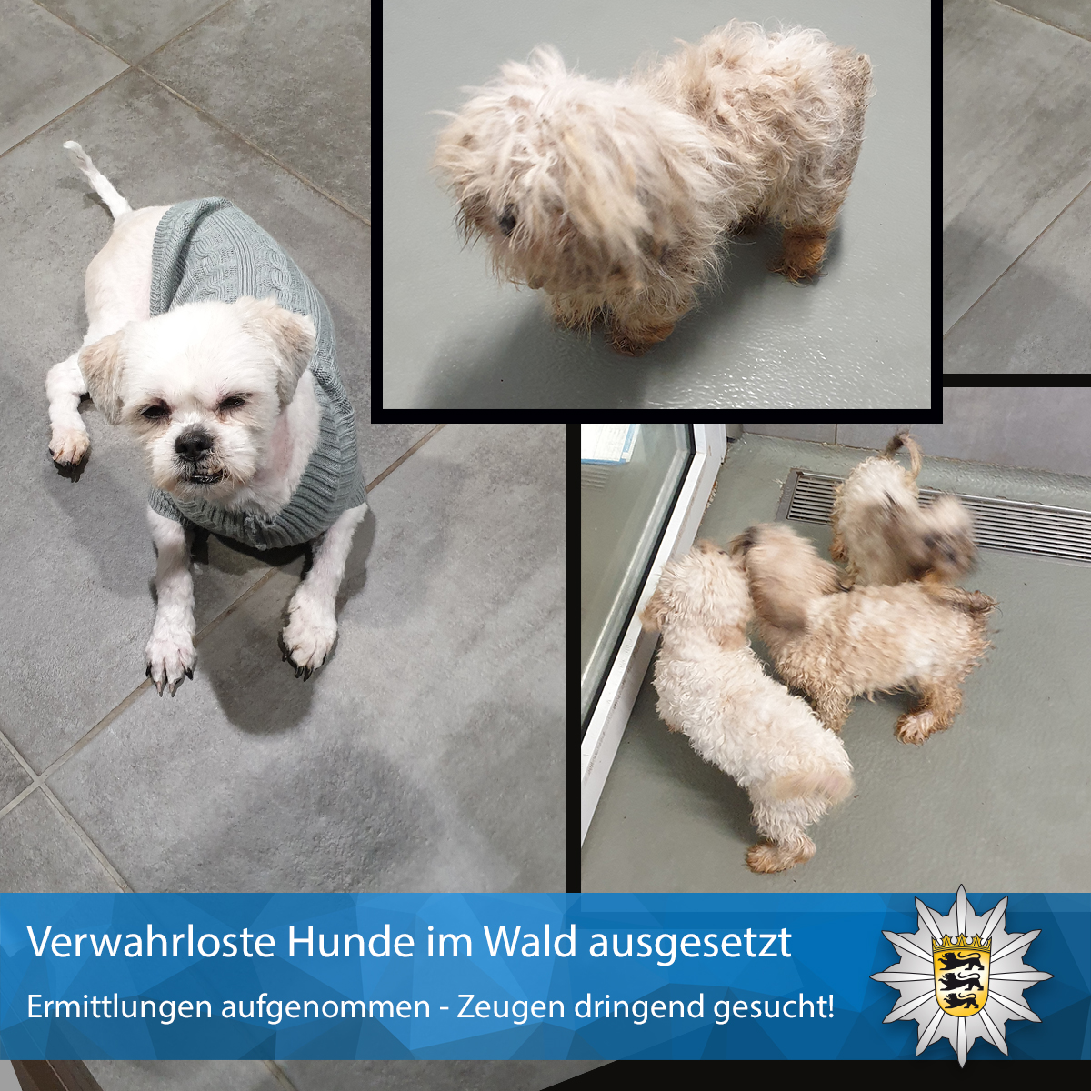 Wiesenbach-Langenzell: Fünf Hunde im Wald ausgesetzt; Polizei sucht Zeugen