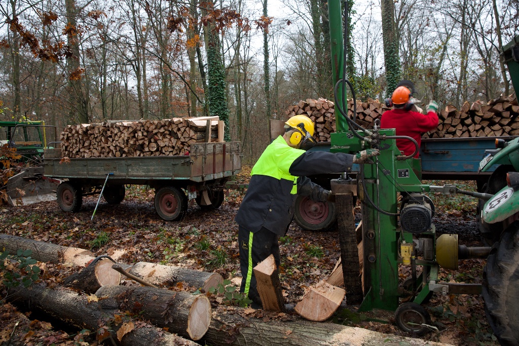 Das Kreisforstamt informiert: Brennholz selber machen – Sicherheitsregeln beachten