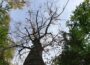 Auch Buchen können verdursten – Wälder im Rhein-Neckar-Kreis im Klimastress
