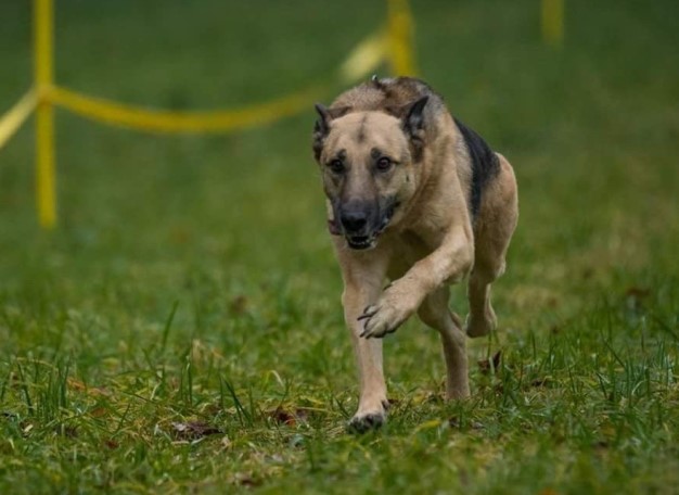 Neckargemünd – Hund überlebte nur knapp an einem Giftköder