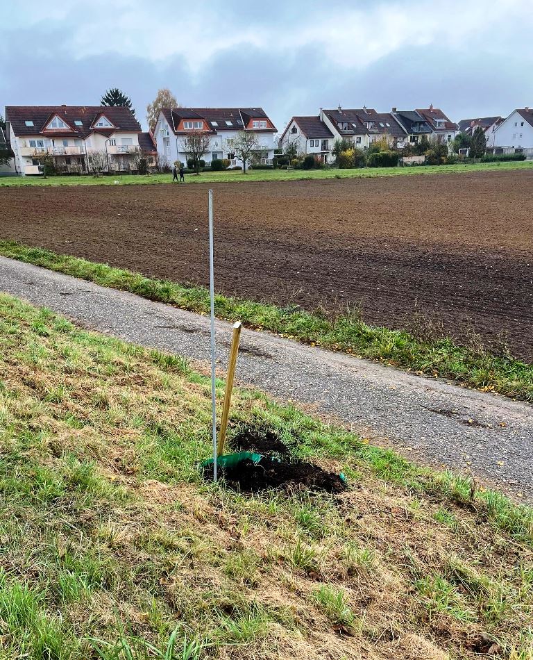 Unglaublich: Kornelkirschenbaum an der L 594 am Ortsteingang von Baiertal ausgegraben und entwendet
