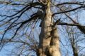 Besondere Bäume im Rhein-Neckar-Kreis: Verschlungene Schönheit im Walldorfer Stadtwald