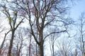Aus der Serie besondere Bäume im RNK: Die dicke Buche im Dämmelwald in Wiesloch…