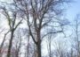 Aus der Serie besondere Bäume im RNK: Die dicke Buche im Dämmelwald in Wiesloch…