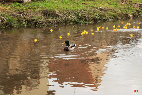 Safety-Duck sorgt für den sicheren Ablauf des Rennens