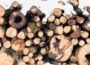 Der Nutzen von kammergetrocknetem Brennholz