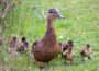 Polizeimeldung aus Dielheim: Entenfamilie glücklich vereint – Feuerwehreinsatz erfolgreich