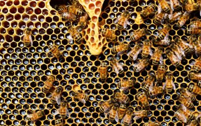 Nußloch – Bienenstock umgeworfen, Zeugen gesucht!