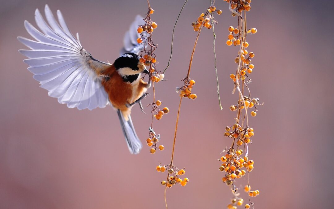 Kraichgau: Die einzigartige Vogelvielfalt im Herbst