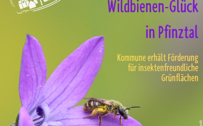 Wildbienen-Glück in Pfinztal: Kommune erhält Förderung für insektenfreundliche Grünflächen
