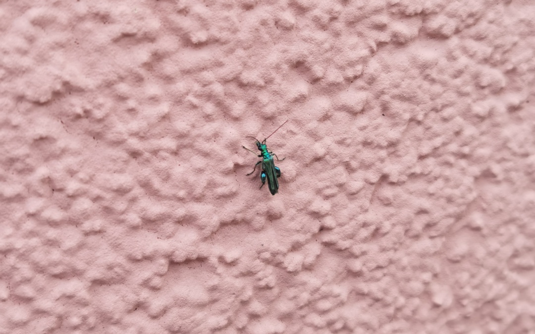 Substanzen der Juwelwespen können Heilmittel gegen Tuberkulose sein