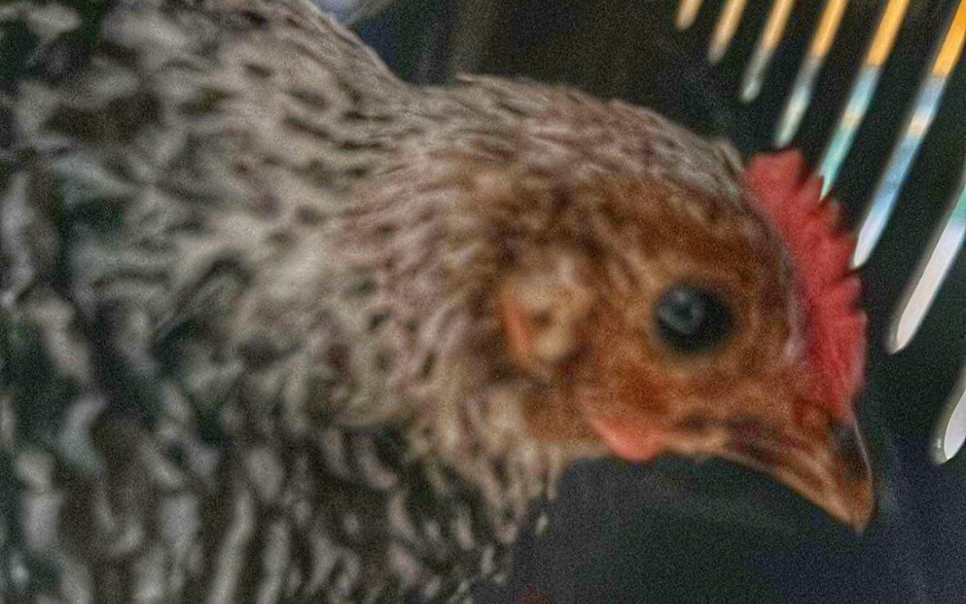 Wer vermisst sein Huhn? – Verlorenes Huhn in Rauenberg aufgefunden