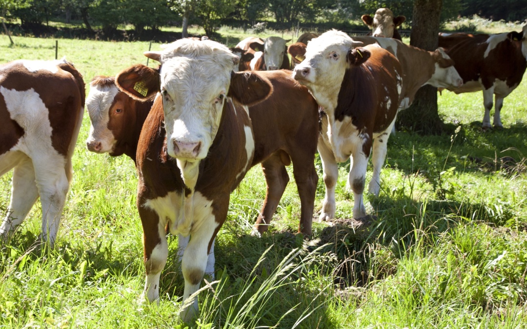 Blauzungenkrankheit festgestellt – Tierbestände dringend impfen