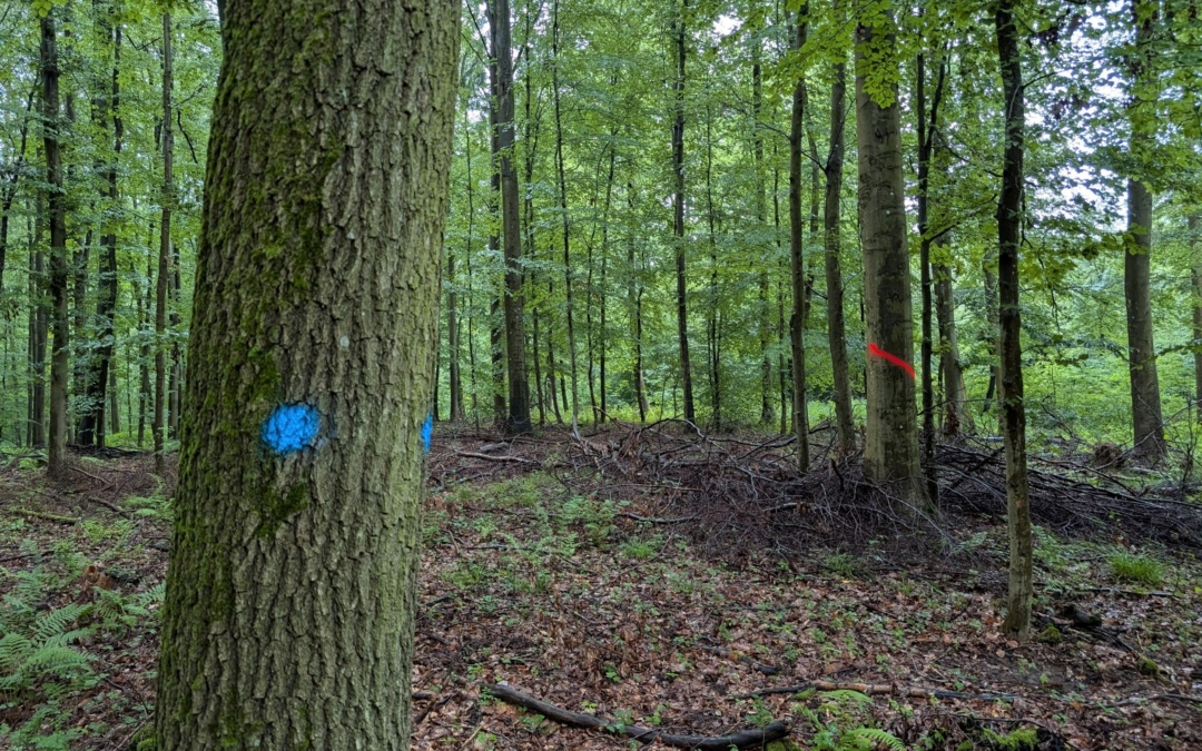Warum manche Graffiti im Wald erlaubt sind