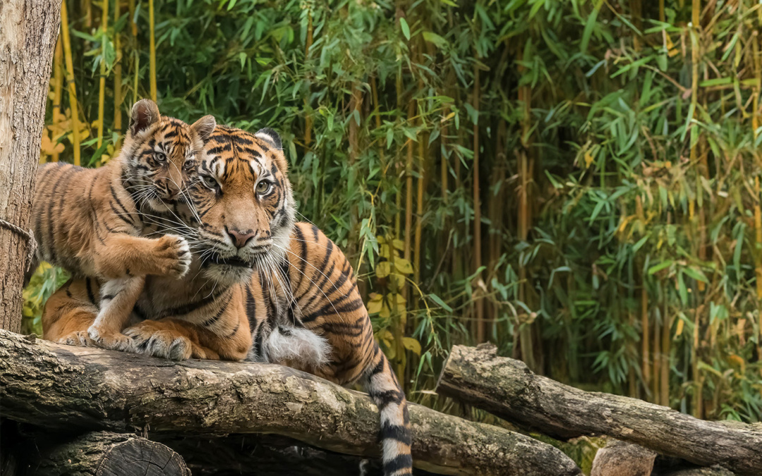 Zoo Heidelberg: Die Jahreskarte lohnt sich bereits ab dem vierten Besuch