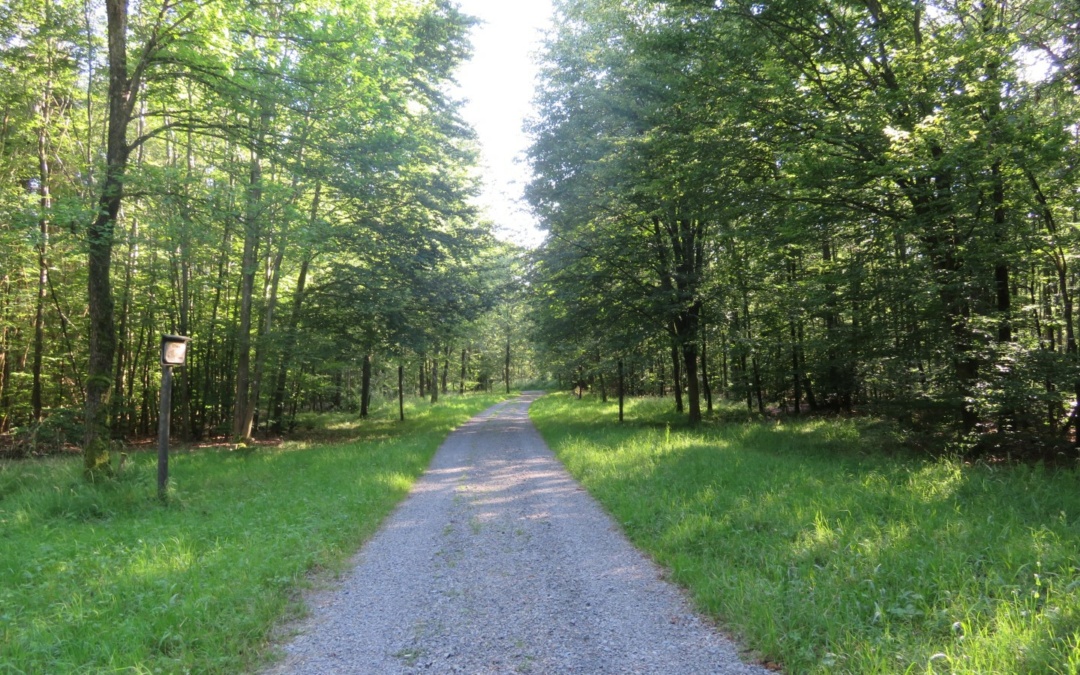 Allee der Bäume des Jahres in Reichartshausen