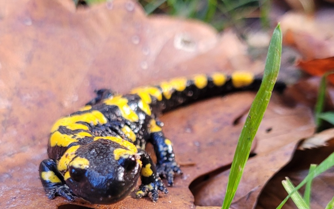 Schutz der Amphibien: Mehrere Feuchtbiotope angelegt