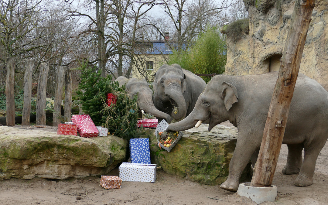 Weihnachtswünsche für die Tiere im Zoo Heidelberg