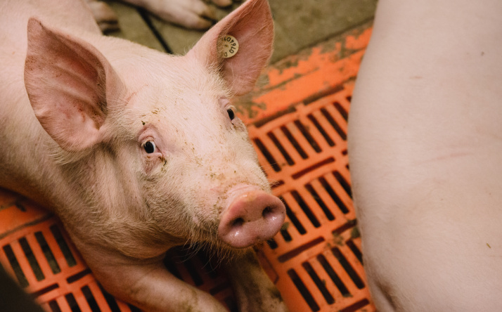 Rhein-Neckar-Kreis: Tierhaltungsbeschäftigte zur Umfrage aufgerufen