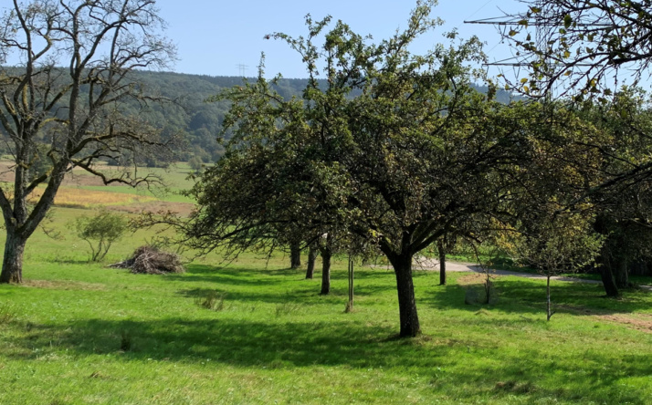 Gehölzschnitt und Heckenpflege