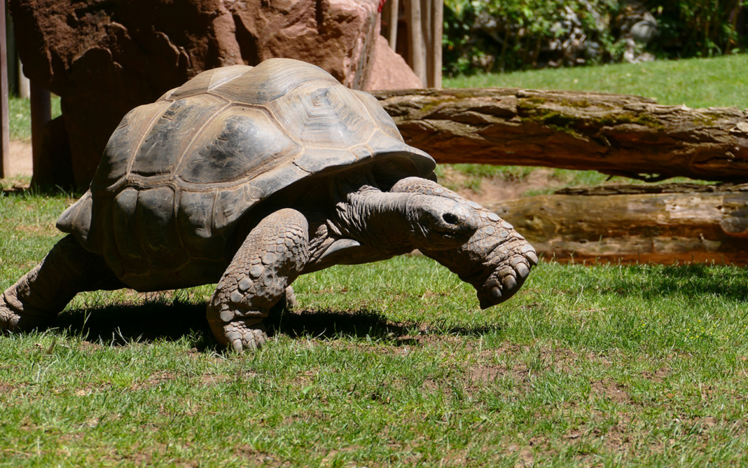 Spendenlauf im Zoo Heidelberg kehrt zurück