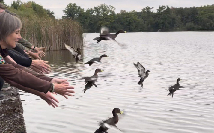 Zoo Heidelberg wildert sieben junge Moorenten aus