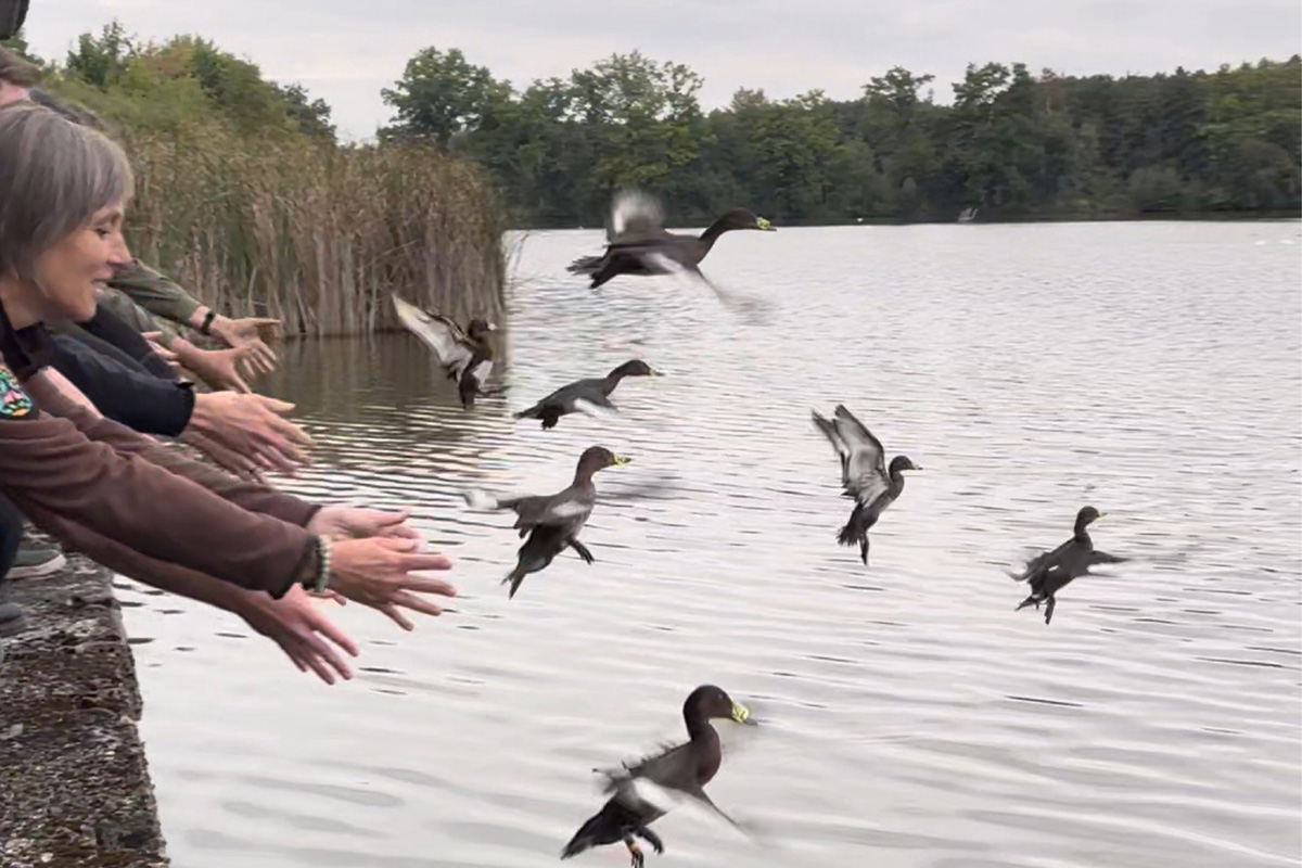 251002_Auswilderung_Moorenten_1 Moorenten