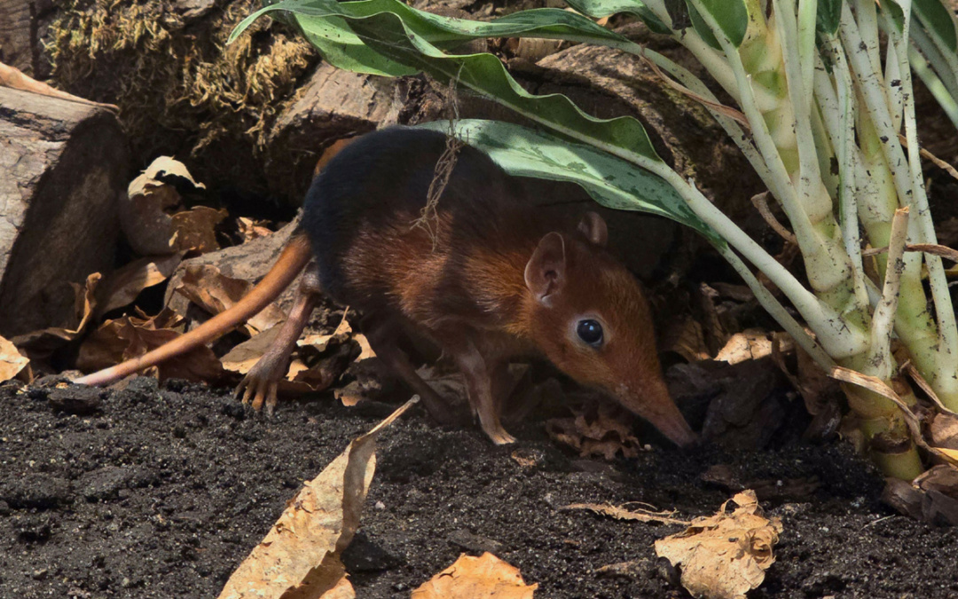 Herbst-Highlights im Zoo Heidelberg