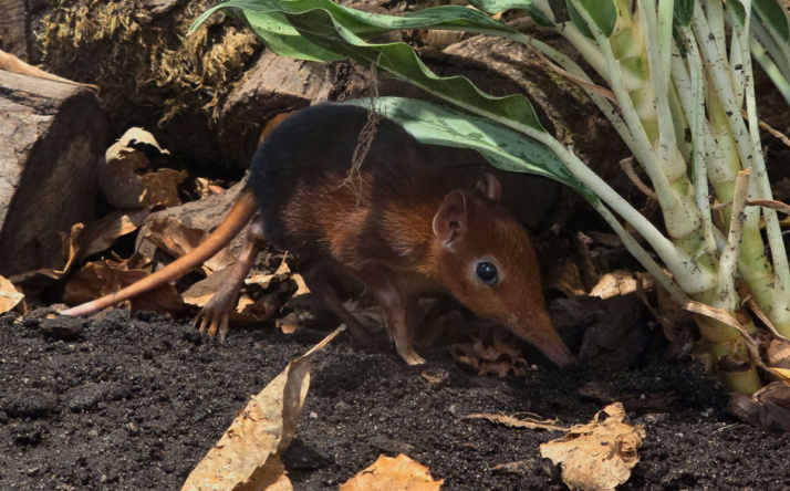Herbst-Highlights im Zoo Heidelberg