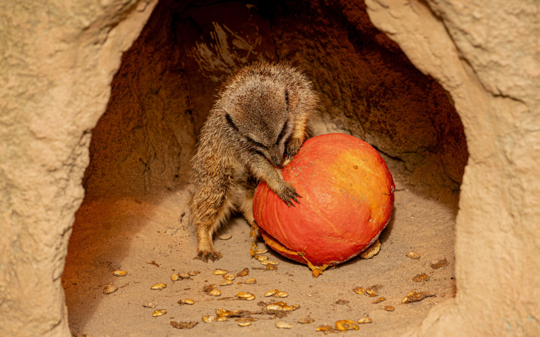 Kürbiszeit im Zoo Heidelberg: Halloween wird tierisch spannend