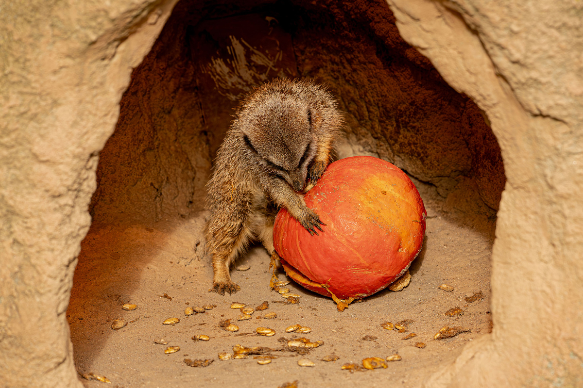 251029_Kuerbiszeit_im_Zoo_Heidelberg_1_kl Halloween