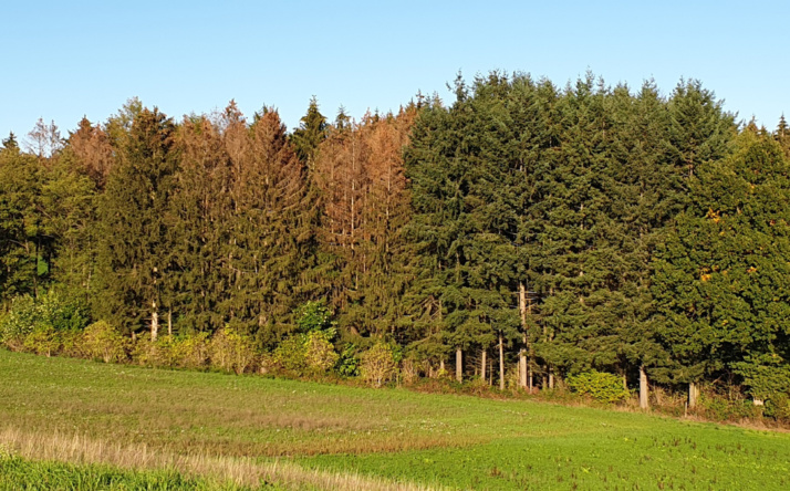 Positive Entwicklung bei Borkenkäfer-Situation – Kreisforstamt ruft zu weiterer Wachsamkeit auf