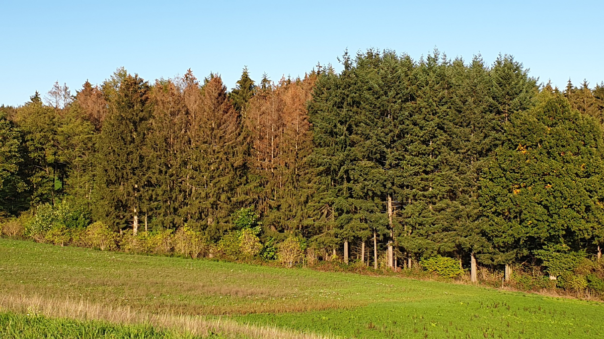 54_Entwicklung_Borkenkäfer_Überwinterungsbäume Borkenkäfer