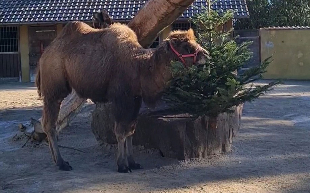 Zwischen Tiger und Tannen