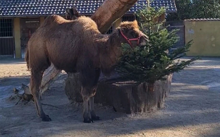 Zwischen Tiger und Tannen