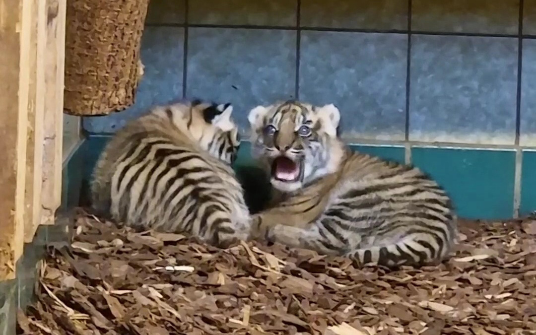 Tigernachwuchs im Zoo Heidelberg: Jungtiere öffnen die Augen