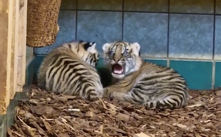 Tigernachwuchs im Zoo Heidelberg: Jungtiere öffnen die Augen