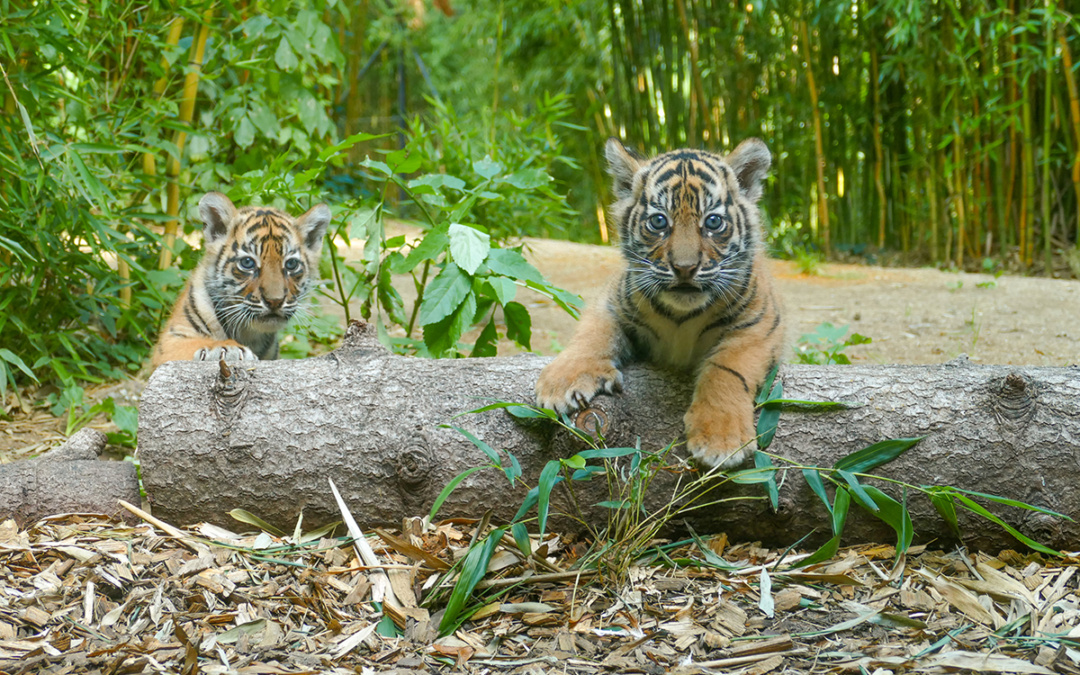 Tigernachwuchs im Zoo Heidelberg – Tierische Freude vor Weihnachten