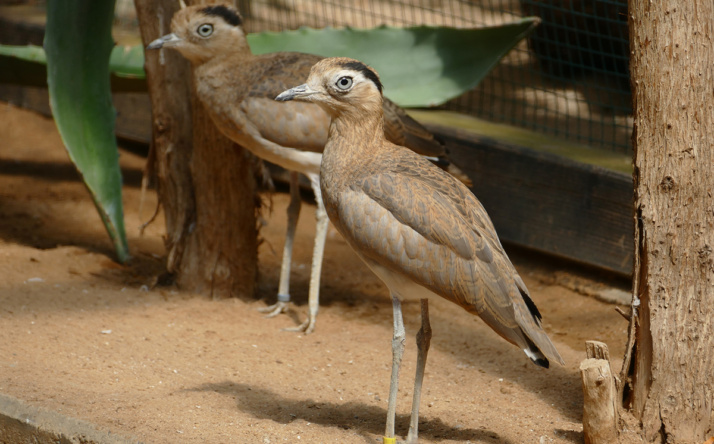 Tierische Inventur im Zoo Heidelberg