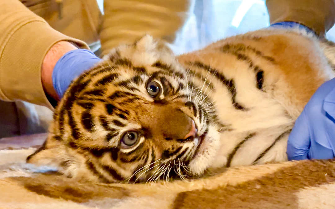 Erstuntersuchung beim Tiger-Nachwuchs im Zoo Heidelberg