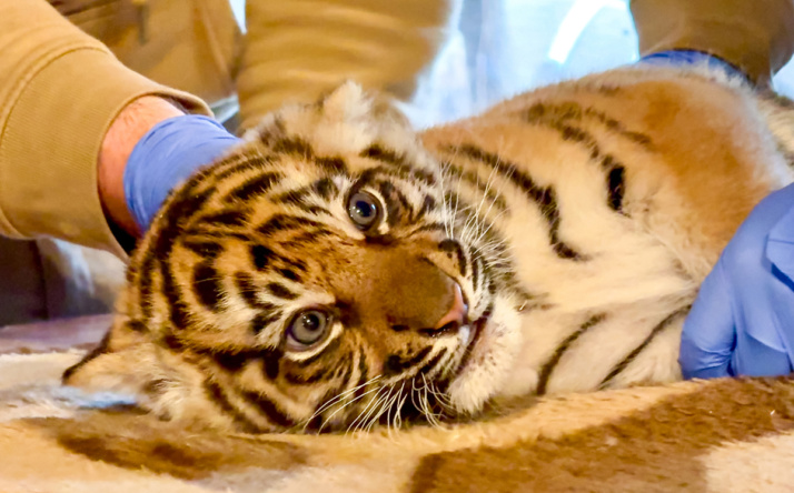 Erstuntersuchung beim Tiger-Nachwuchs im Zoo Heidelberg