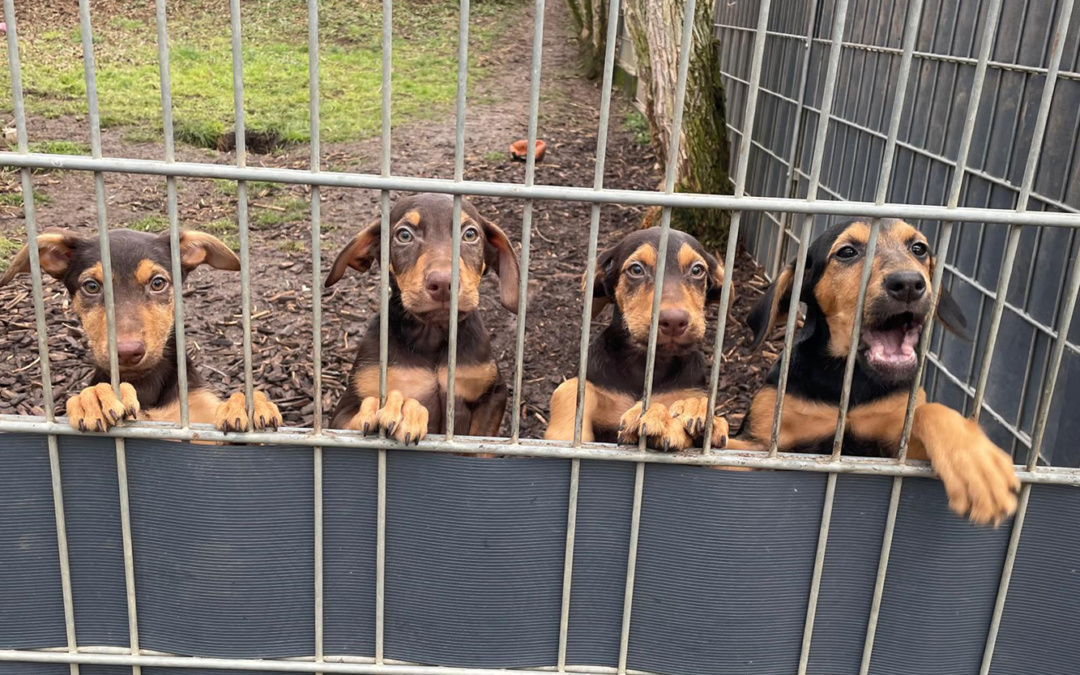 Tom-Tatze-Tierheim: Vier Wirbelwinde möchten die Welt entdecken