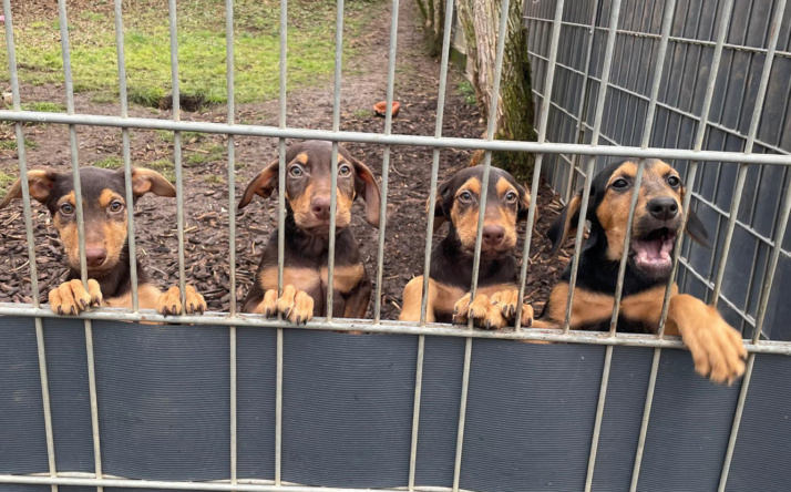 Tom-Tatze-Tierheim: Vier Wirbelwinde möchten die Welt entdecken