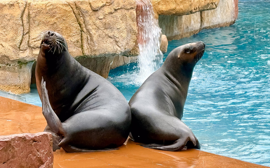 Neuzugang bei den Mähnenrobben – Jungbulle Lío im Zoo Heidelberg