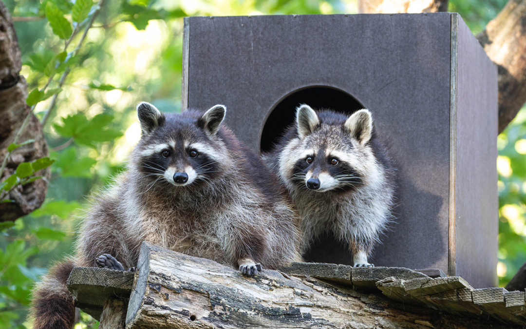 Saisonstart im Zoo Heidelberg