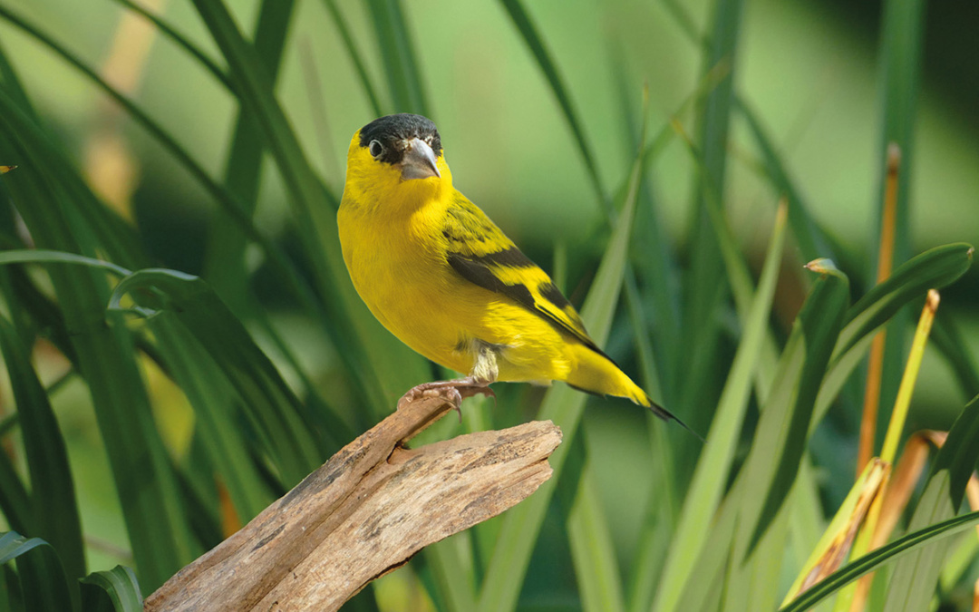 Erste junge Yarrellzeisige geschlüpft