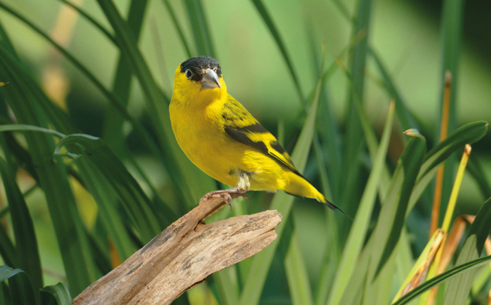 Erste junge Yarrellzeisige geschlüpft